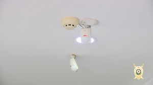 Sumqayıtda aptekdən oğurluq edən şəxs hadisə yerində saxlanılıb – FOTO+VİDEO