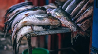 Qanunsuz balıq ovlayan şəxs cəzalandırılıb