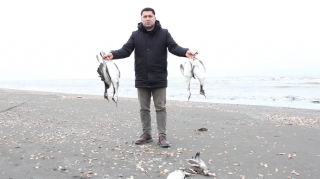 Xəzərin sahilində minlərlə ölü quş tapıldı - FOTOLAR 