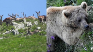 “Qırmızı Kitab”a  daxil olan heyvanların monitorinqi aparıldı  - FOTO