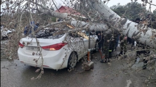 Şirvanda külək ağacı "Hyundai"ın üstünə aşırdı  - FOTO