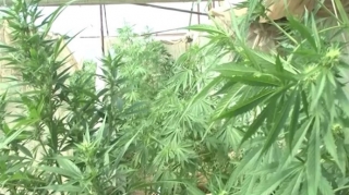 Gəncə sakinlərindən narkotik vasitə aşkarlanıb  - FOTO