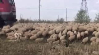 Dağıstanda yük qatarı qoyun sürüsünə çırpıldı - VİDEO 