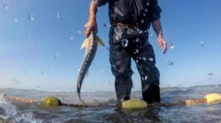 Daxili su hövzələrində sənaye balıq ovu qadağan edilir