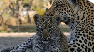 Zəngəzur Milli Parkında bəbir və iki balası görüntüləndi 