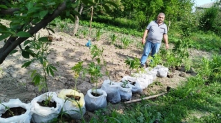 Şabranda həyətində çətənə bitkiləri yetişdirən şəxs saxlanıldı
