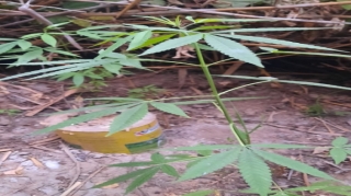 Saatlıda çətənə yetişdirən şəxs saxlanılıb  - FOTO