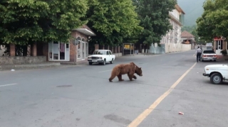 Ayı Altıağac Milli Parkına aparılacaq