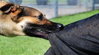 İtinə görə 800 manat cərimə olundu 