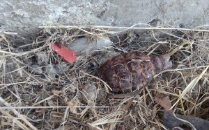 Bakıda aeroportda qumbara tapıldı   