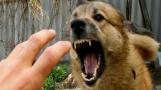 Qaxda azyaşlını it dişləyib