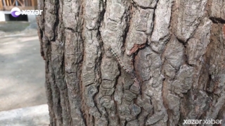 Nabran meşəliyinə istirahətə gedənlərin DİQQƏTİNƏ - Ehtiyatlı olun  - VİDEO 