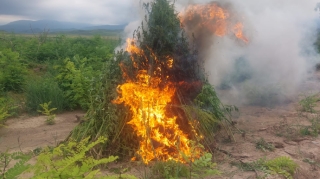 В Ходжалинском районе уничтожено около 4 тонн дикорастущей конопли - ФОТО