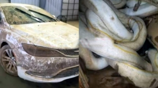 Bu maşını alana anakonda "hədiyyə" verilir - VİDEO 