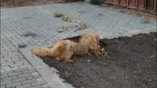 Yol kənarında ölmüş it üfunət yayır, qurumlar yaxın durmur - ŞİKAYƏT - VİDEO