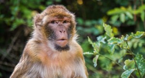 Meymun ilanı yemək bilib qaçırdı – VİDEO