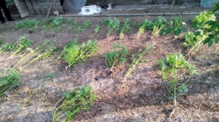 Bərdə və Beyləqan sakinlərindən narkotik aşkar edilərək götürülüb  - FOTO