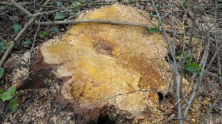 Oğuzda qanunsuz ağac kəsən 3 nəfər saxlanıldı 