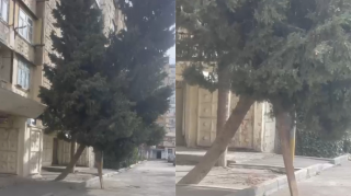 Zabratda təhlükəli mənzərə: Qopan ağac taxta dirəklərin ümidinə qalıb - VİDEO  