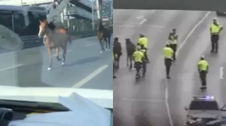 İstanbulda maraqlı mənzərə:  Polislər avtomobil yolunda Topqapıya doğru qaçan atları qovdular - VİDEO 