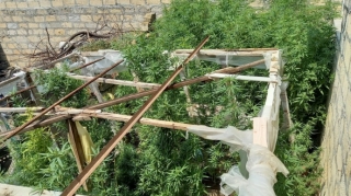 Yevlaxda çətənənin kultivasiyası ilə məşğul olan şəxs saxlanılıb  - FOTO