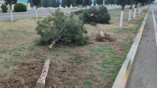 Gəncədə ağaca çırpılan “Renault" aşdı - Bir ailənin 4 üzvü yaralandı - FOTOLAR 