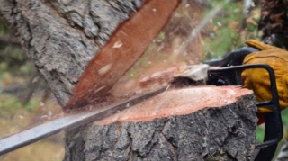 Təbiətə 85 min manata yaxın ziyan vurulub 