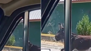 Azərbaycanda heyvana qarşı qeyri-insani davranış - VİDEO 