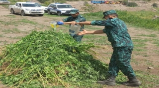 Laçında bir tondan artıq çətənə kolu məhv edildi  - FOTO