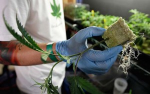 Tailandda marixuanadan istifadə qanuniləşdirilir