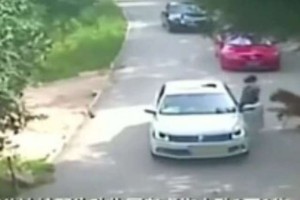 Şir qızı küçənin ortasından götürüb meşəyə qaçırdı - DƏHŞƏTLİ anlar