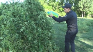 Qəbələdə 4 tondan artıq narkotik tərkibli bitki məhv edilib  - FOTO