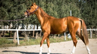 Azərbaycanda ilk: Qarabağ atları hərrac yolu ilə satışa çıxarılır - FOTO