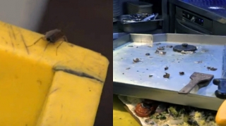 Bakının məşhur restoranında natəmizlik:  Həşaratlar qabların üzərində hərəkət edir - VİDEO 