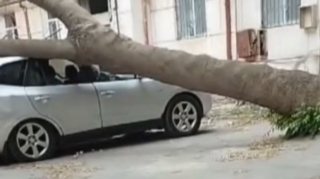 Bakıda ağac qırıldı: Xəsarət alan var - VİDEO  