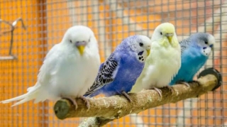 Bakıda zoomağazadan 8 tutuquşu oğurlanıb