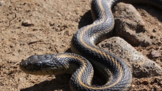 15 yaşlı yeniyetməni İLAN SANCDI 