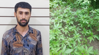 Meşədə narkotik yetişdirən Lənkəran sakini saxlanıldı - FOTO