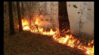 В результате обстрела армянами Дашкесанского района начался пожар в лесу