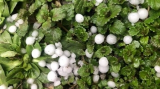 Qaxa güclü dolu yağıb   - FOTO