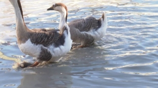 Binədə maraqlı mənzərə:  Sakinlərin keçməkdə çətinlik çəkdiyi yolda qazlar üzür - VİDEO 