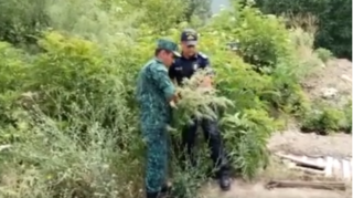 Zəngilanda 1 tondan çox çətənə məhv edilib  - FOTO - VİDEO