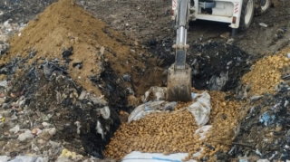 73 tondan çox toxumluq kartof məhv edilib - FOTOLAR 