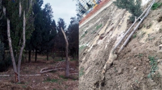 Dərnəgüldə ağaclara qənim kəsilən kimdir? - FOTO - VİDEO 