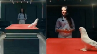 Göyərçini iki avtomobil qiymətinə satdılar - VİDEO 