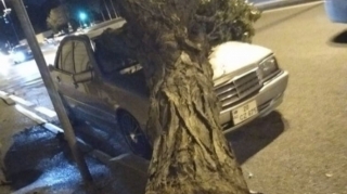 Bakıda ağac avtomobilin üzərinə aşdı  - FOTO