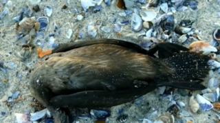 Xəzərin sahilində quşların kütləvi tələfatının səbəbi açıqlandı - VİDEO