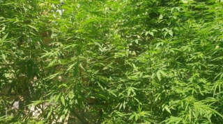 Yevlaxda həyətində çətənə bitkisi yetişdirən şəxs saxlanılıb  - FOTO