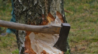 Xaçmazda qanunsuz ağac kəsmə faktı ilə bağlı araşdırmalara başlanılıb 