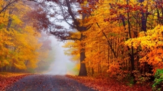 В Баку и на Абшероне ожидается пасмурная погода, в ряде районов - ливни 